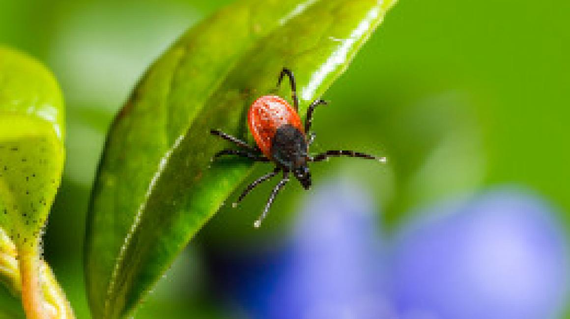 Program Profilaktyki Chorób Odkleszczowych