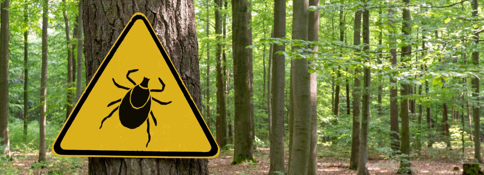 Ostrzegawczy znak kleszcz w lesie