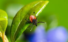 Program Profilaktyki Chorób Odkleszczowych